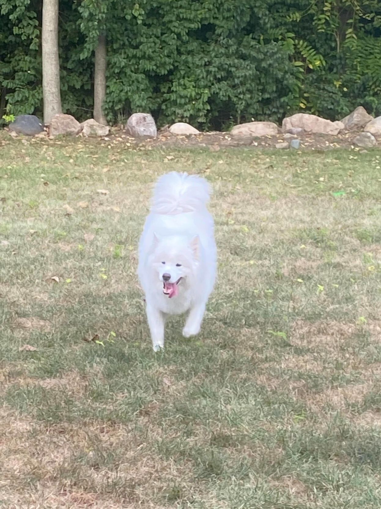 luka